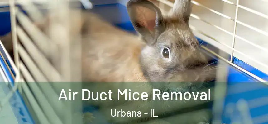  Air Duct Mice Removal Urbana - IL